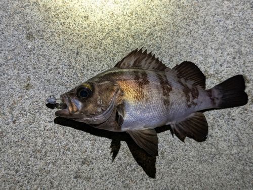 メバルの釣果