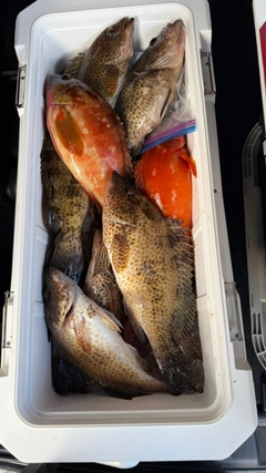 オオモンハタの釣果