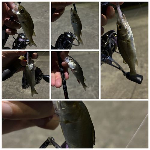 シーバスの釣果