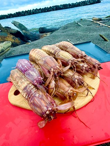 シャコエビの釣果