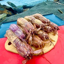 シャコエビ