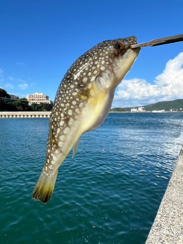 ノゴイの釣果