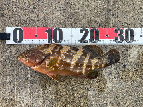 キジハタの釣果