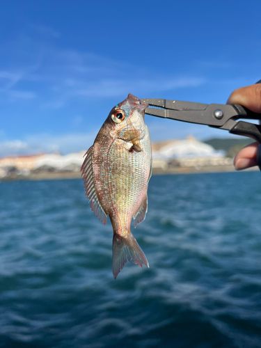 ノゴイの釣果