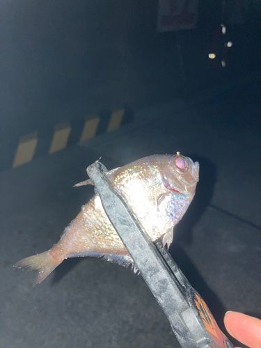 ミナミハタンポの釣果