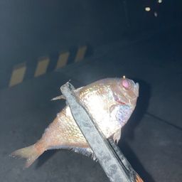 ミナミハタンポ