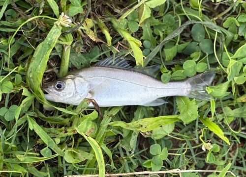 マルスズキの釣果