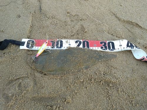 シタビラメの釣果