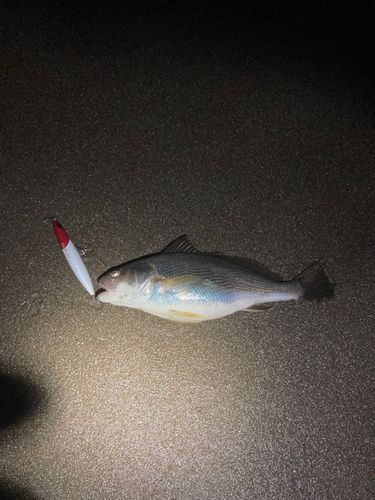 イシモチの釣果