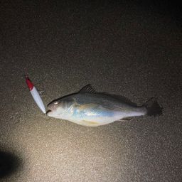 イシモチ