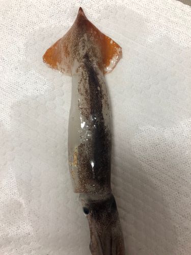 ムギイカの釣果