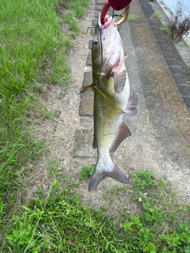 ナマズの釣果