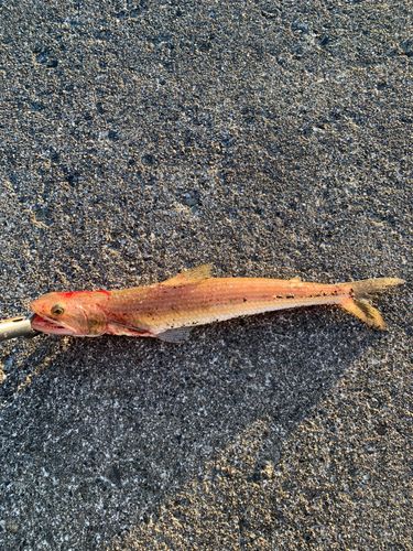 エソの釣果