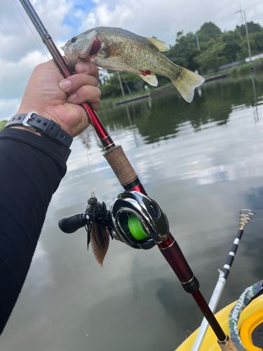 ブラックバスの釣果