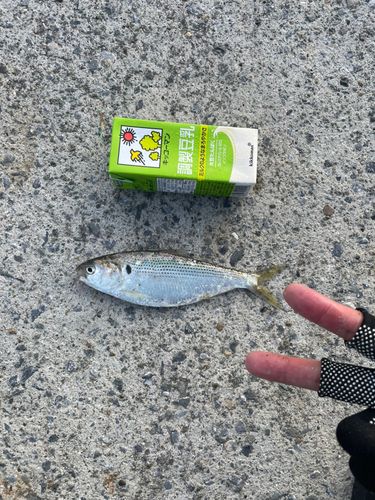 コノシロの釣果