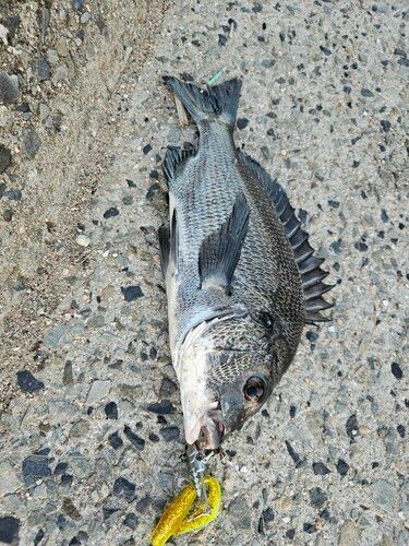チヌの釣果