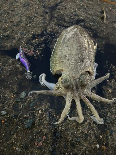 モンゴウイカの釣果
