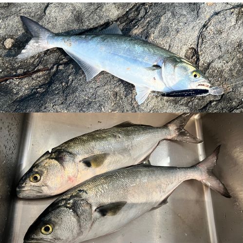 アミキリの釣果