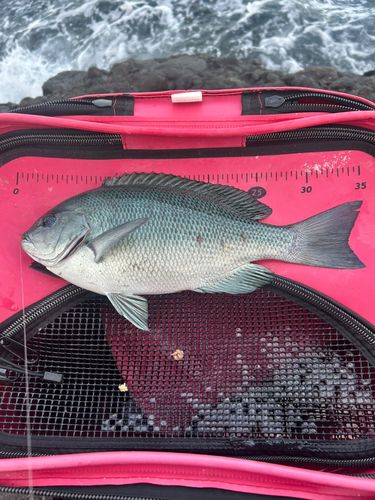 クチブトグレの釣果