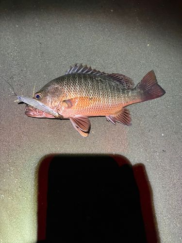 ゴマフエダイの釣果