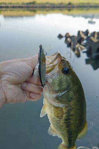 ラージマウスバスの釣果