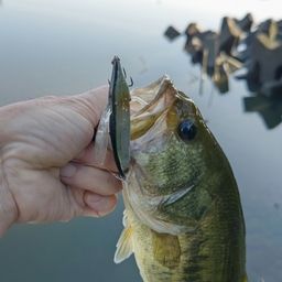 ラージマウスバス