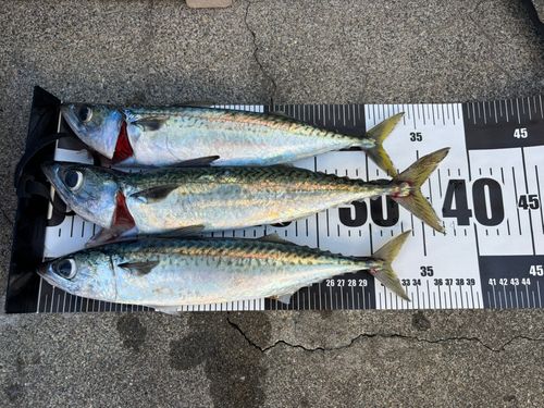 釣果