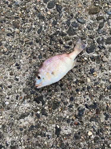 チャリコの釣果