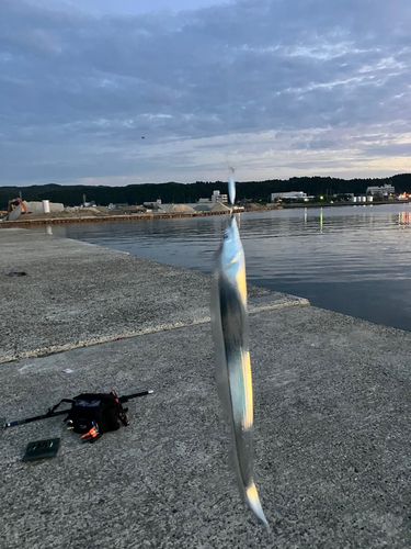 タチウオの釣果