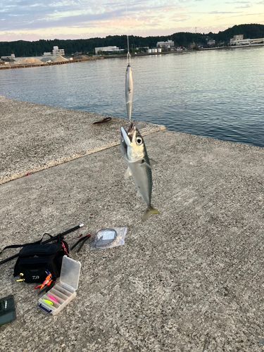 サバの釣果