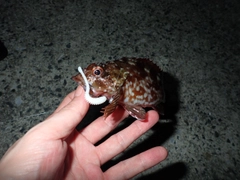 ガシラの釣果