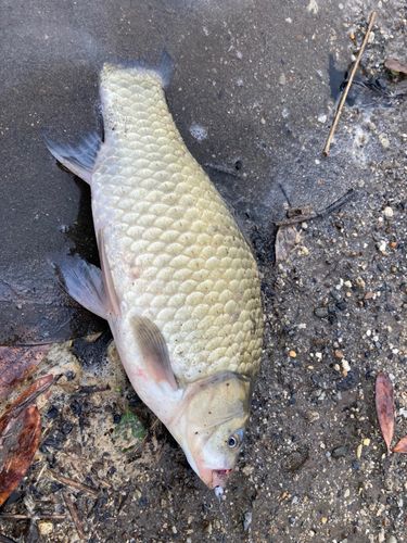 フナの釣果