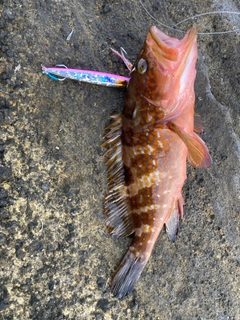 キジハタの釣果