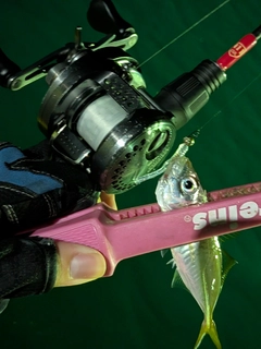 マアジの釣果
