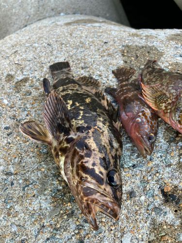 タケノコメバルの釣果