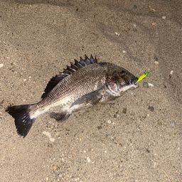 クロダイ
