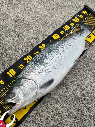 鮭釣り IMG_1474-300x225.jpg