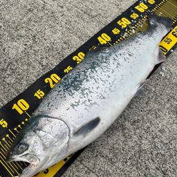 鮭ルアー　40個　北海道　釣り 鮭ルアー 40個 北海道 釣り