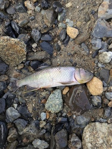 ハスの釣果