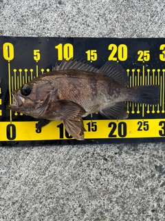 メバルの釣果