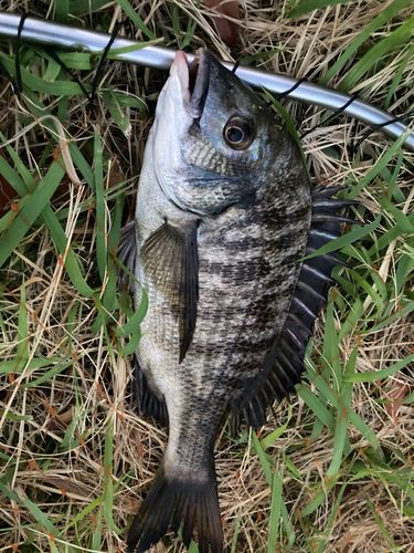 チンチンの釣果