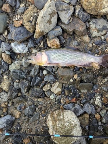 ハスの釣果