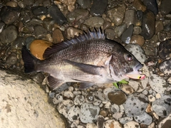 チヌの釣果