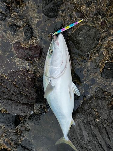ワラサの釣果