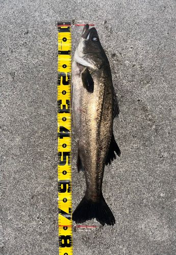 フッコ（マルスズキ）の釣果