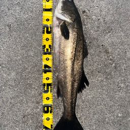 フッコ（マルスズキ）