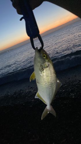 ショゴの釣果