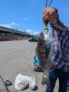 チヌの釣果