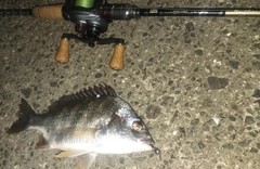 キビレの釣果