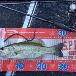 ラージマウスバス